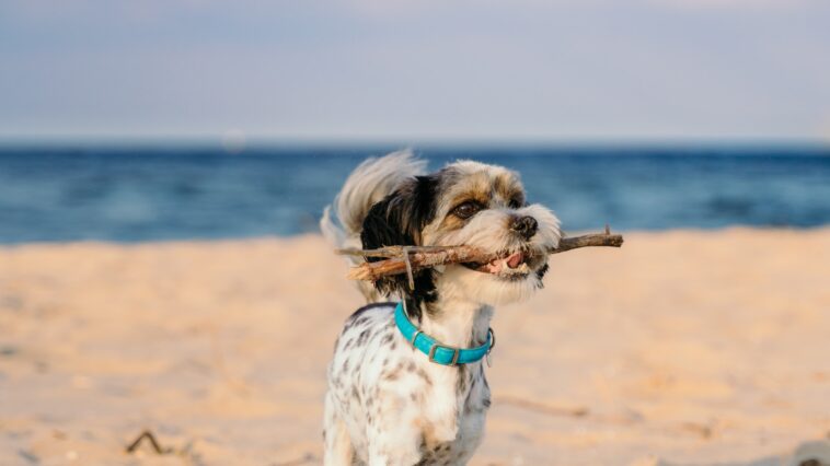 Nordseeurlaub mit Hund - ob nun Festland oder Nordseeinsel - das sollte man wissen