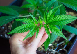 Compound Genetics Samen anbauen: Worauf du achten solltest