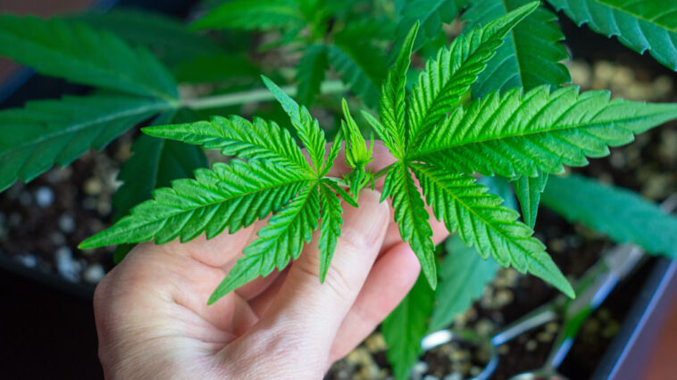 Compound Genetics Samen anbauen: Worauf du achten solltest